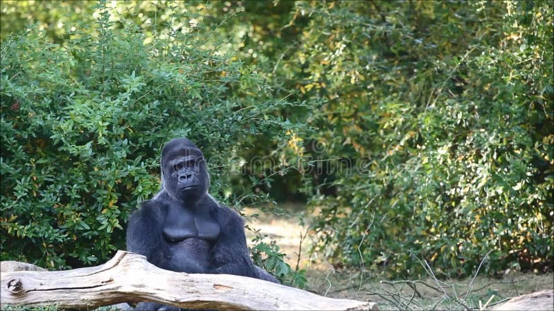 Gorilla in Nature