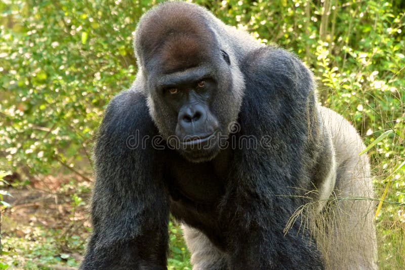 Gorilla op alle fours stock foto's Gorilla op alle fours stock foto's