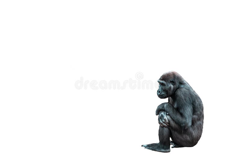 Gorilla Op Een Witte Geïsoleerde Achtergrond Afbeelding - Image israël: 167868187