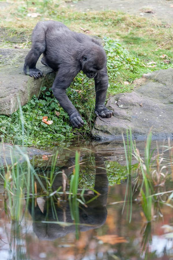 Gorilla by the pool the gorilla fish the food out of the water. Gorilla by the pool the gorilla fish the food out of the water