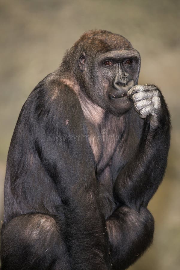Young female gorilla posing Stock Photo - Alamy