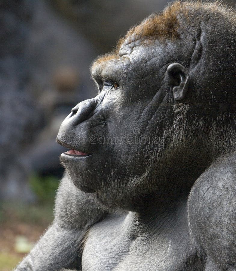 Gorilla Profile Royalty Free Stock Photos - Image: 4433938