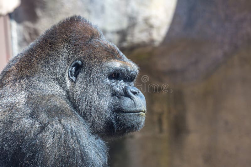 570 Gorilla Profile Stock Photos - Free & Royalty-Free Stock Photos