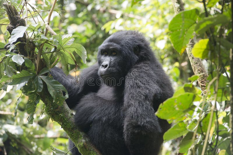 Gorilla in the mountain rainforest Bwindi Impenetrable National Park, Uganda. The park is situated near the border to Congo and Ruanda. Gorilla in the mountain rainforest Bwindi Impenetrable National Park, Uganda. The park is situated near the border to Congo and Ruanda.