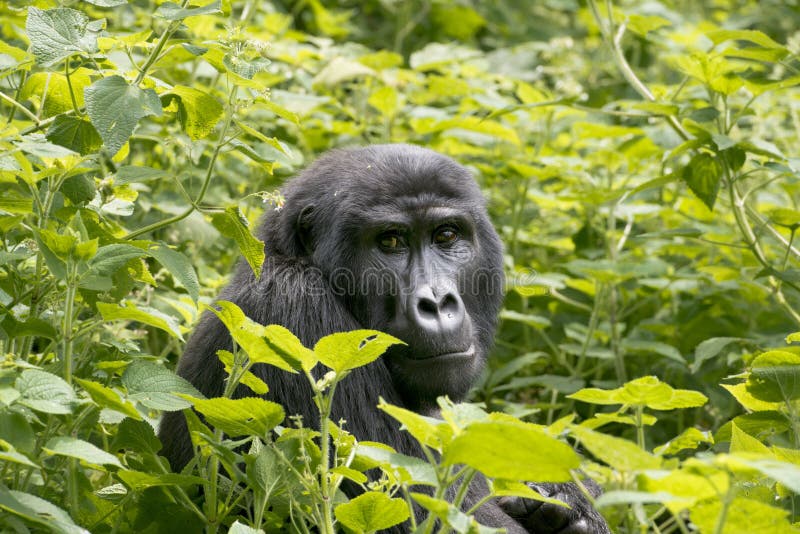 The silverback, leader of the gorilla family, sitting in eatable plants in the mountain rainforest of Bwindi Impenetrable National Park, Uganda. The silverback, leader of the gorilla family, sitting in eatable plants in the mountain rainforest of Bwindi Impenetrable National Park, Uganda.