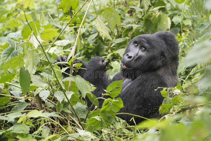 The silverback, leader of the gorilla family, in the mountain rainforest in Bwindi Impenetrable National Park, Uganda. The silverback, leader of the gorilla family, in the mountain rainforest in Bwindi Impenetrable National Park, Uganda.