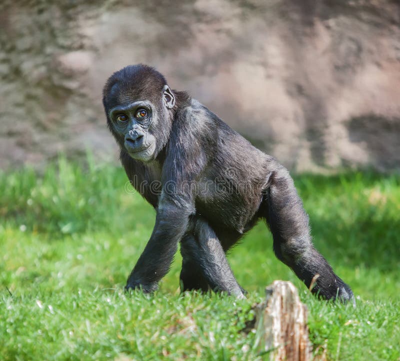 Running Gorilla stock photo. Image of mammal, portrait 19092762