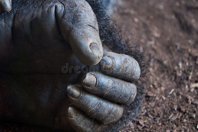 Gorilla`s hand