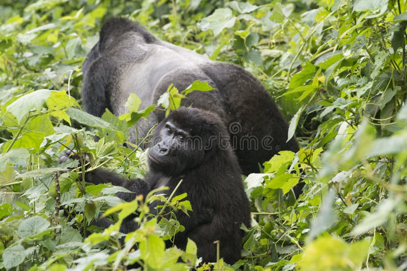 A female gorilla is sitting in front of the silverback in the mountain rainforest of Bwindi Impenetable National Park, situated near the border to Congo and Rwanda. A female gorilla is sitting in front of the silverback in the mountain rainforest of Bwindi Impenetable National Park, situated near the border to Congo and Rwanda.