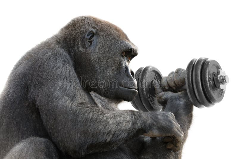 Gorilla Working Out With A Dumbbell Stock Photo Image 18169130