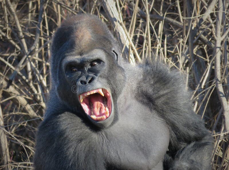 ウルフダウン　WDC70mh　GORILLA An Adult Male Gorilla Shows His Teeth in a Wide Yawn Stock Image