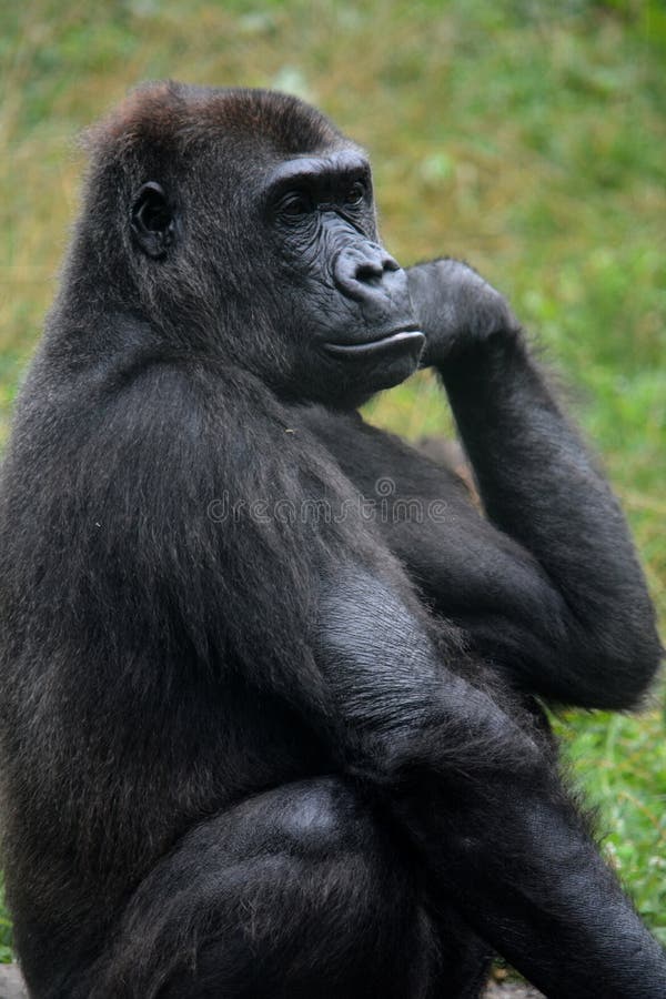 Gorilla In A Dominant Pose Stock Photo, Picture and Royalty Free Image.  Image 139457281.