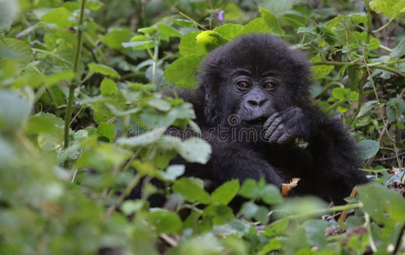 Mountain gorilla from the virunga mountains, rwanda. Mountain gorilla from the virunga mountains, rwanda