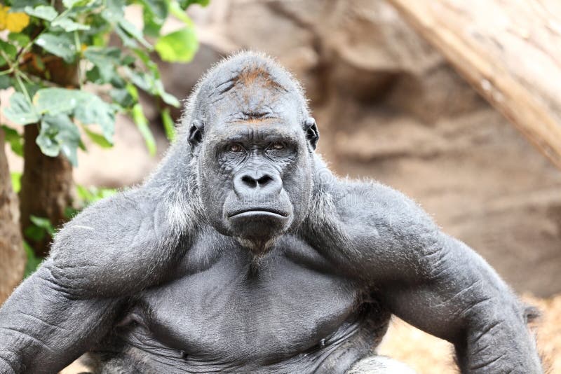 gorillasilverback royaltyfria bilder gorillasilverback royaltyfria bilder