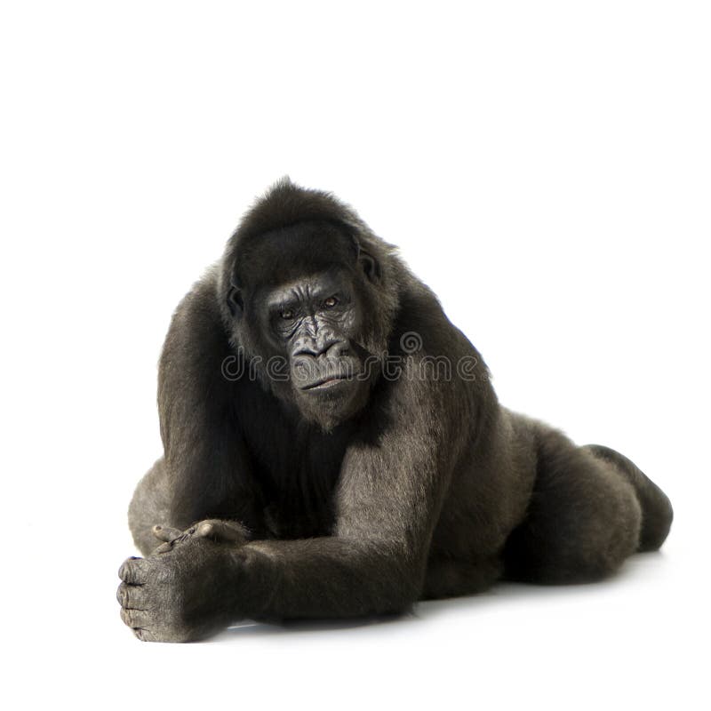 gorillasilverbackbarn royaltyfri bild gorillasilverbackbarn royaltyfri bild