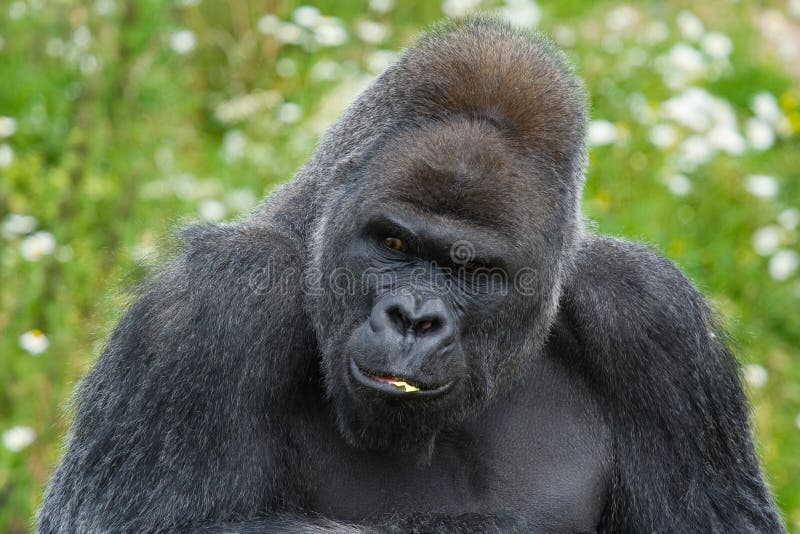 Large male Silverback Gorilla looking sideways. Large male Silverback Gorilla looking sideways