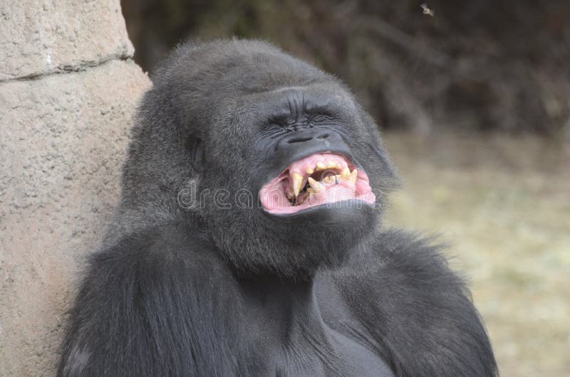 gorillatänder royaltyfria bilder gorillatänder royaltyfria bilder