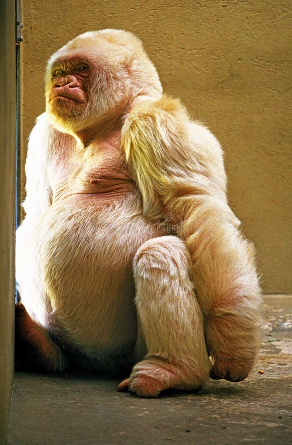 Macaco Albino Insano Clipart De Stock, Royalty-Free