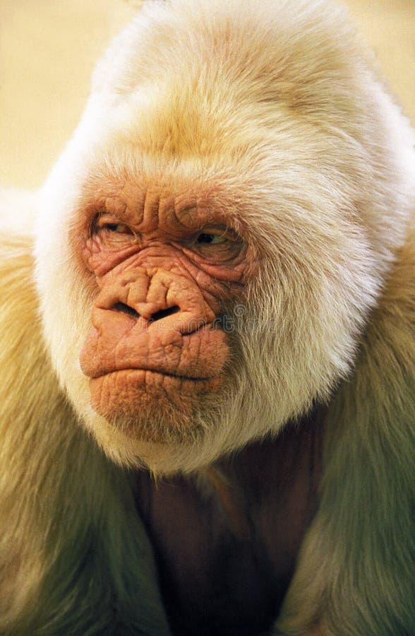 A breve vida do primeiro chimpanzé albino na natureza