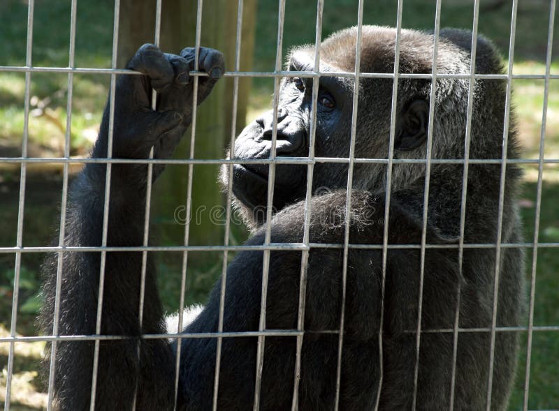 Gorille dans la cage image stock. Image du primat, barres 58451283