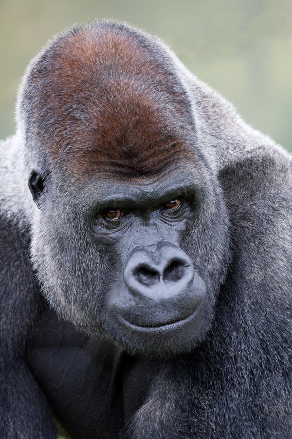 Gorille de Silverback de terre en contre-bas photos stock Gorille de Silverback de terre en contre-bas photos stock