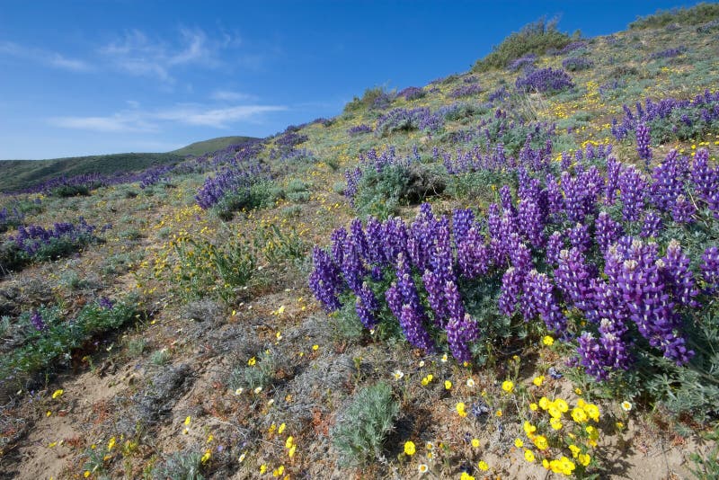 Gorman Wildflower royalty free stock photo