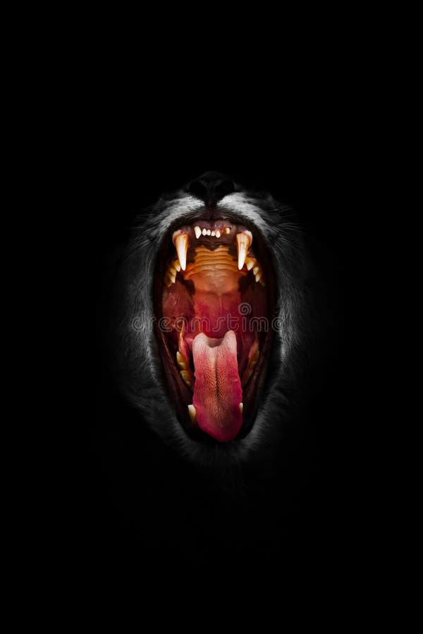 Hot open lion`s mouth lioness, big cat isolated on black background The huge gluttonous mouth is wide open, tongue and fangs. Hot open lion`s mouth lioness, big cat isolated on black background The huge gluttonous mouth is wide open, tongue and fangs