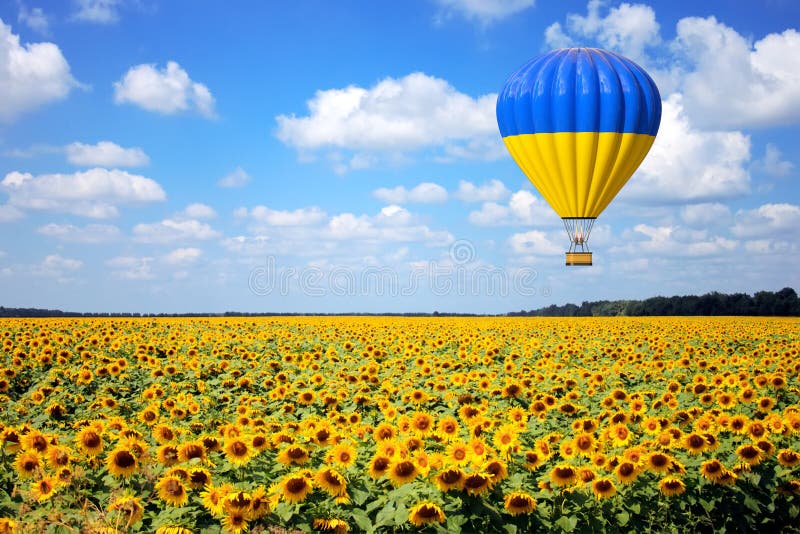 Gorące Powietrze balon z flagą Ukraina komarnica Nad słonecznika polem świadczenia 3 d obrazy royalty free Gorące Powietrze balon z flagą Ukraina komarnica Nad słonecznika polem świadczenia 3 d obrazy royalty free