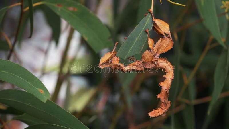 GOSFORD,NSW, AUST- JUL, 2, 2014: spiny leaf insect