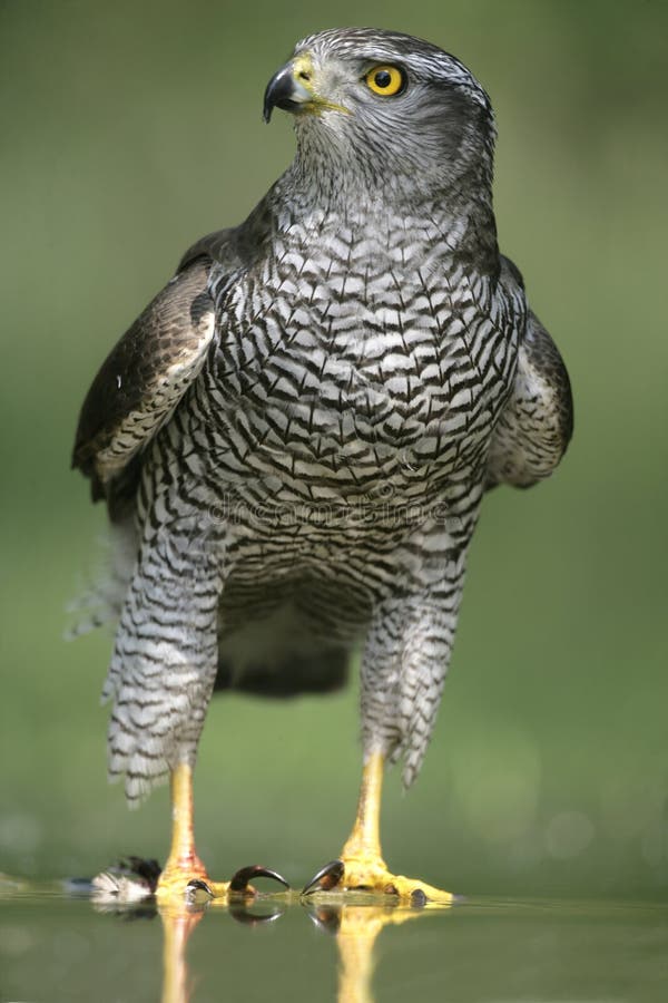 Goshawk, Accipiter gentilis