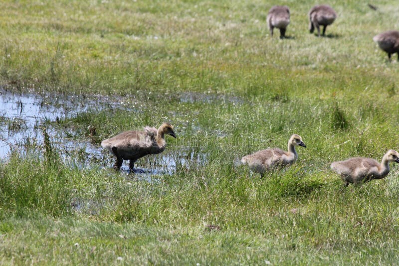 Goslings Canada Geese