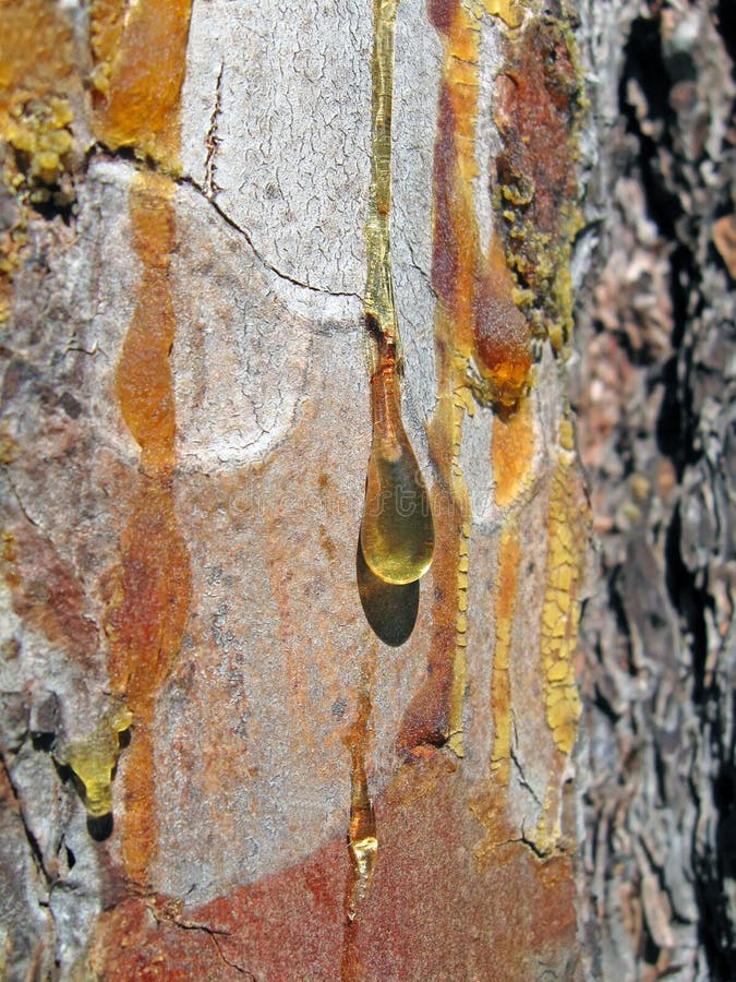 Gota amarela transparente ambarada, floresta, foto de stock Gota amarela transparente ambarada, floresta, foto de stock