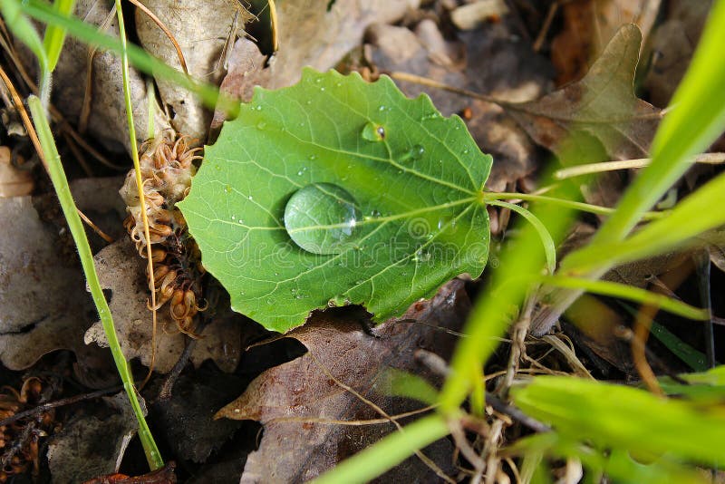 Gota de lluvia, gotitas, descensos del agua, rocío en la hoja verde del bosque, fotografía macra, cierre para arriba fotos de archivo libres de regalías Gota de lluvia, gotitas, descensos del agua, rocío en la hoja verde del bosque, fotografía macra, cierre para arriba fotos de archivo libres de regalías