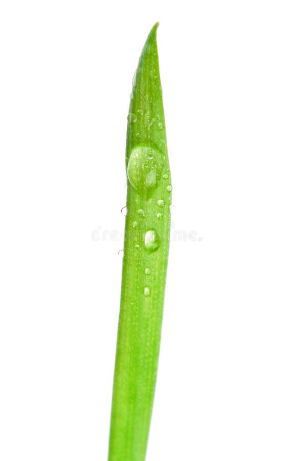 Gota del agua en el lanzamiento verde imagen de archivo libre de regalías Gota del agua en el lanzamiento verde imagen de archivo libre de regalías