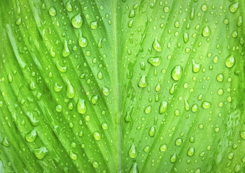 Gotas bonitas da água nas folhas verdes imagens de stock royalty free Gotas bonitas da água nas folhas verdes imagens de stock royalty free