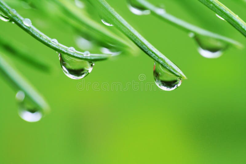 Gotas de chuva em agulhas de pinheiro imagem de stock
