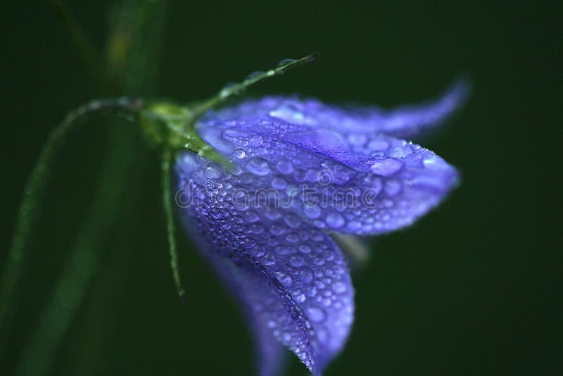 Gotas de chuva numa flor roxa foto de stock royalty free