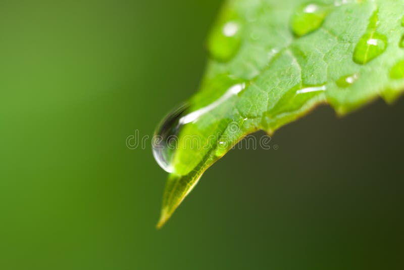 Gotas de chuva numa folha imagens de stock royalty free