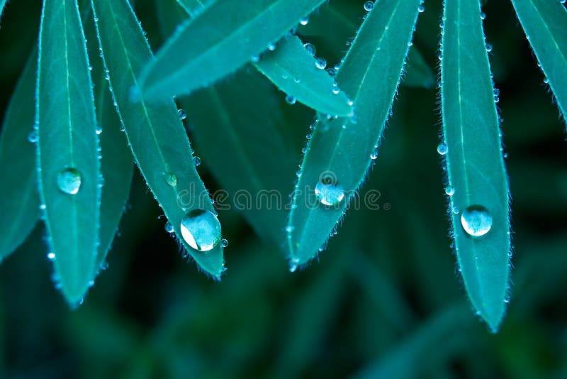 Gotas da chuva nas folhas foto de stock Gotas da chuva nas folhas foto de stock