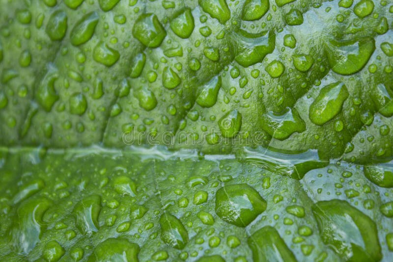 Gotas da água em uma folha após a chuva, fundo fotografia de stock Gotas da água em uma folha após a chuva, fundo fotografia de stock