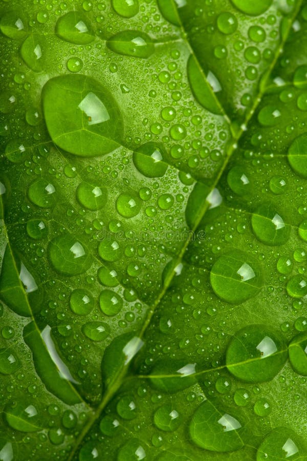 GOTAS DA ÁGUA NA FOLHA VERDE fotografia de stock GOTAS DA ÁGUA NA FOLHA VERDE fotografia de stock