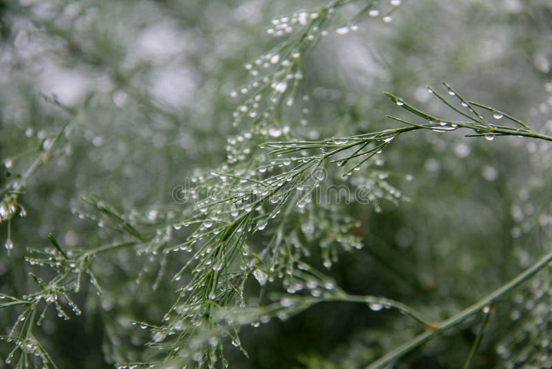 Gotas de lluvia en la flor del densiflorus del espárrago imagenes de archivo Gotas de lluvia en la flor del densiflorus del espárrago imagenes de archivo
