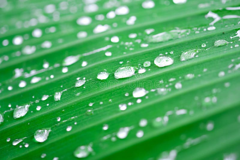Gotas de lluvia en la hoja del plátano imágenes de archivo libres de regalías Gotas de lluvia en la hoja del plátano imágenes de archivo libres de regalías