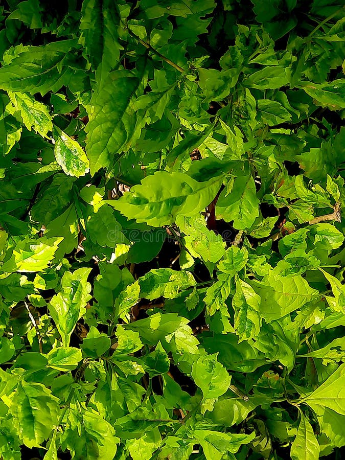 Gotas de orvalho douradas à luz do sol Folhas fotos de stock royalty free