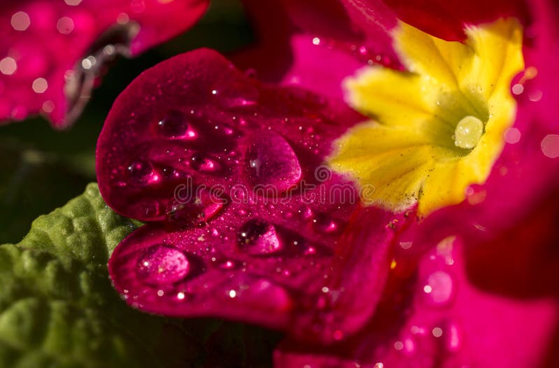 Macro photography of dew drops on the purple petals of a flower in the garden. Macro photography of dew drops on the purple petals of a flower in the garden.