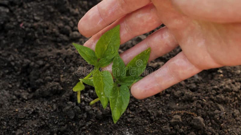 Gotas de pulverización agua brote verde planta de plántula sprout mano planta de riego de plántulas en brote táctil a mano. jovenc metrajes