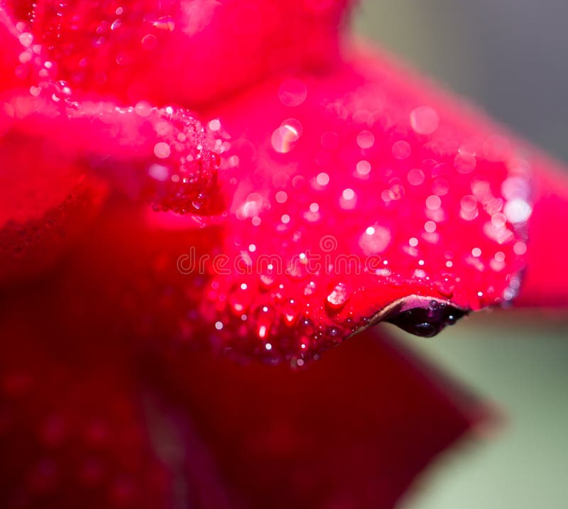 Gotas de água em uma rosa vermelha imagens de stock Gotas de água em uma rosa vermelha imagens de stock