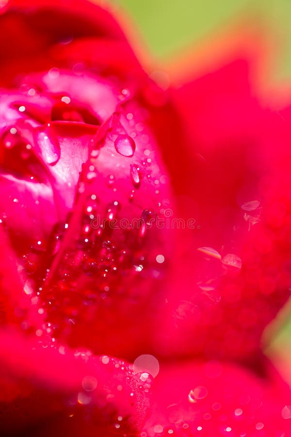 Gotas de água em uma rosa vermelha foto de stock royalty free Gotas de água em uma rosa vermelha foto de stock royalty free