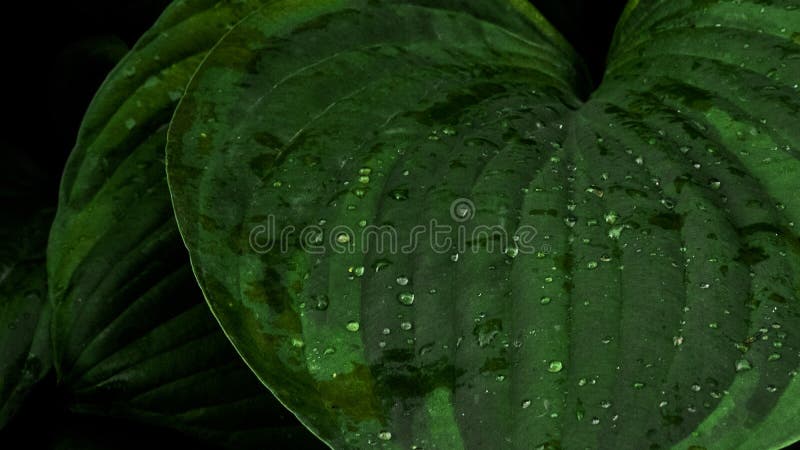 Gotas de água nas folhas fotos de stock Gotas de água nas folhas fotos de stock