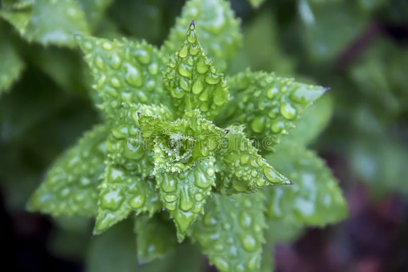 Gotas de água nas hastes de uma planta em um jardim imagem de stock Gotas de água nas hastes de uma planta em um jardim imagem de stock